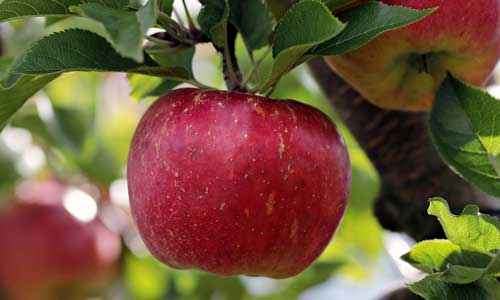 close up of apple in tree