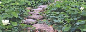 stone path on lily pads