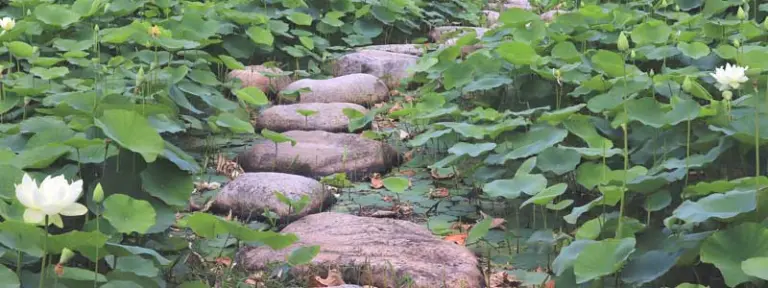 stone path on lily pads