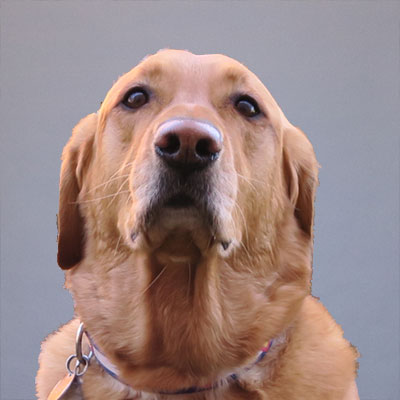 poli the dog profile with grey background