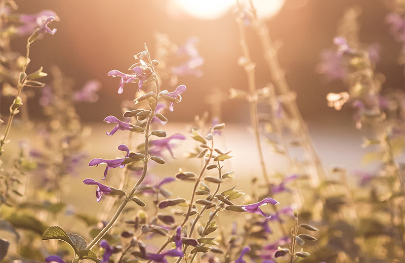 purple flowers in sunlight