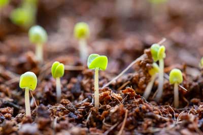 sproutlings coming out of wet soil