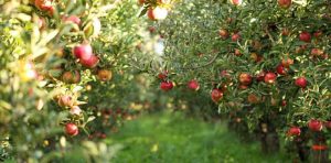 apple orchard row