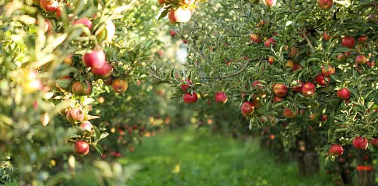 apple orchard row