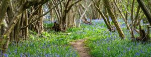 path in blue flower meadow with trees