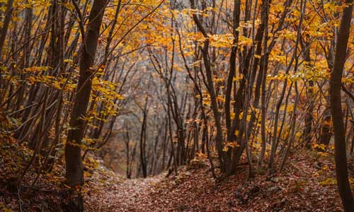 path through forest in autumn