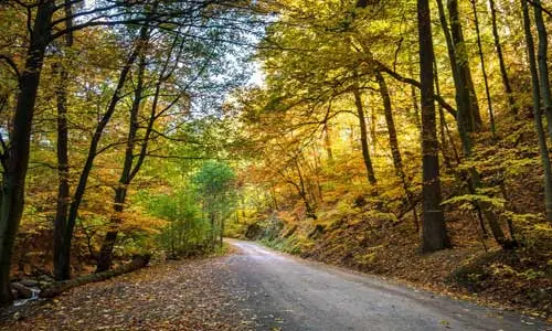 road in yellow forest