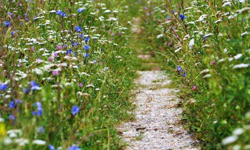 path through meadow of wildflowers