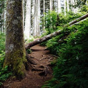 forest path with a fallen tree