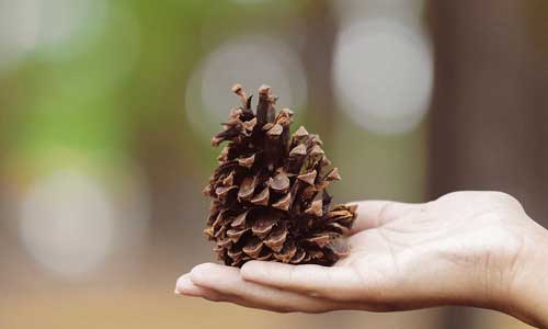 a hand holding a pinecone