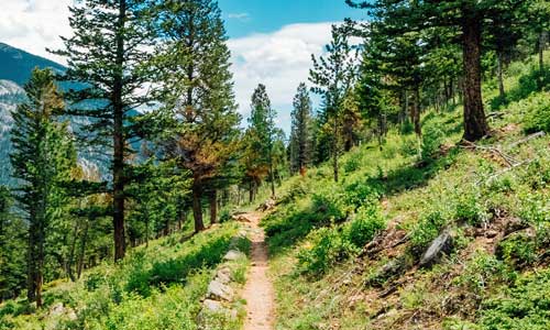 pathway in green mountainside