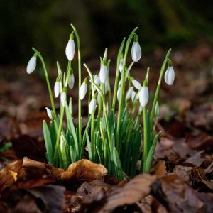 snowdrop flower budlings