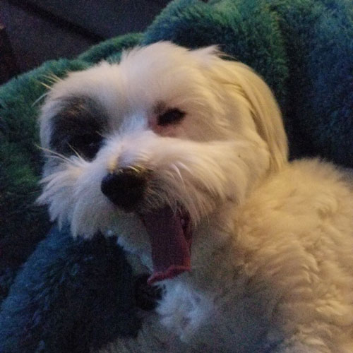 close up of ziggy the dog yawning