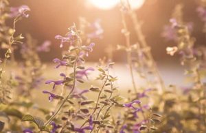 purple flowers in sunlight