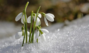 snowdrops