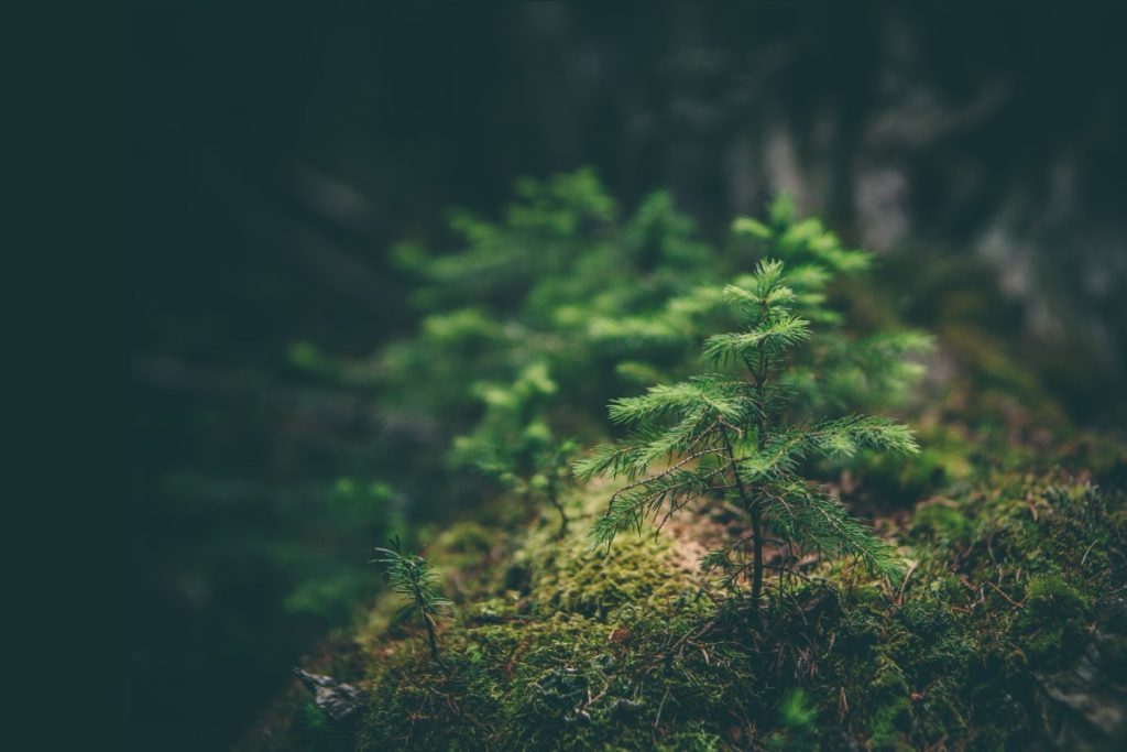 tree sprouting in forest