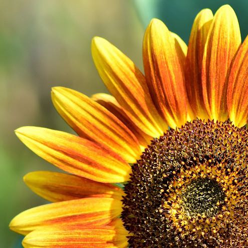 quarter sunflower 500