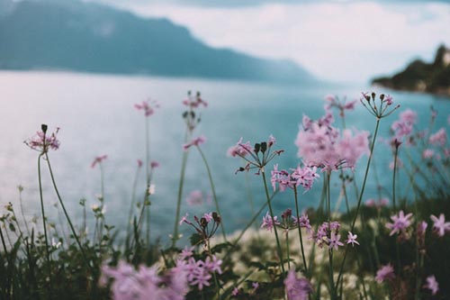 Purple Flowers Lake LARGE