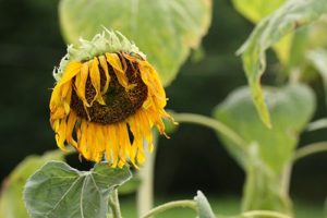 Sunflower LARGE