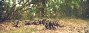 pine cones forest floor
