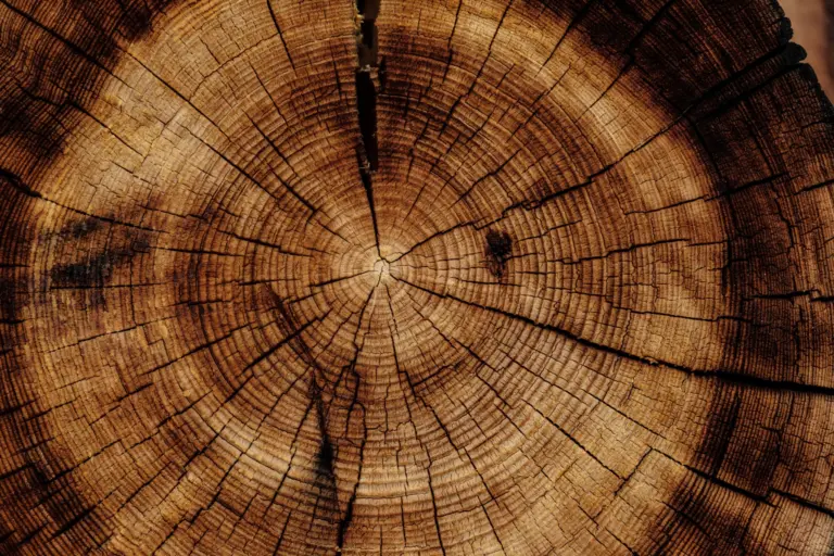 joel jasmin forestbird xzPMUMDDsfk unsplash scaled 1