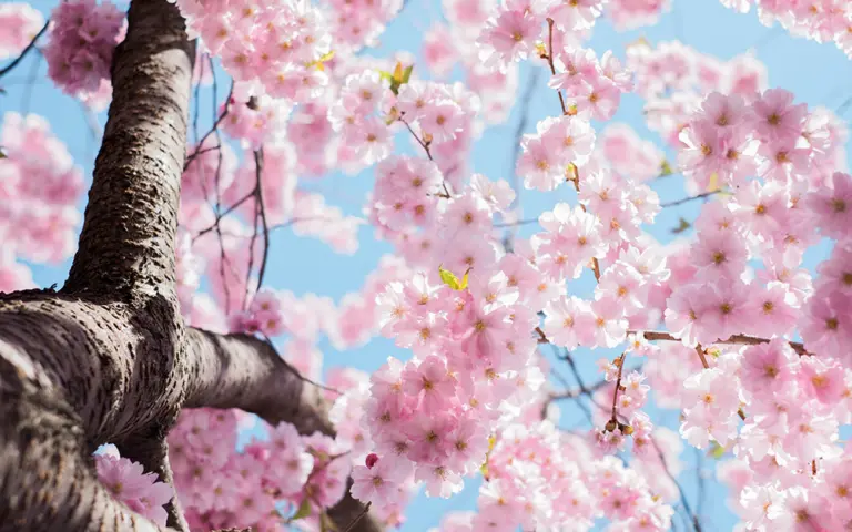 Looking upward at a cherry tree in bloom.