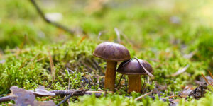 two mushrooms on green 800 400