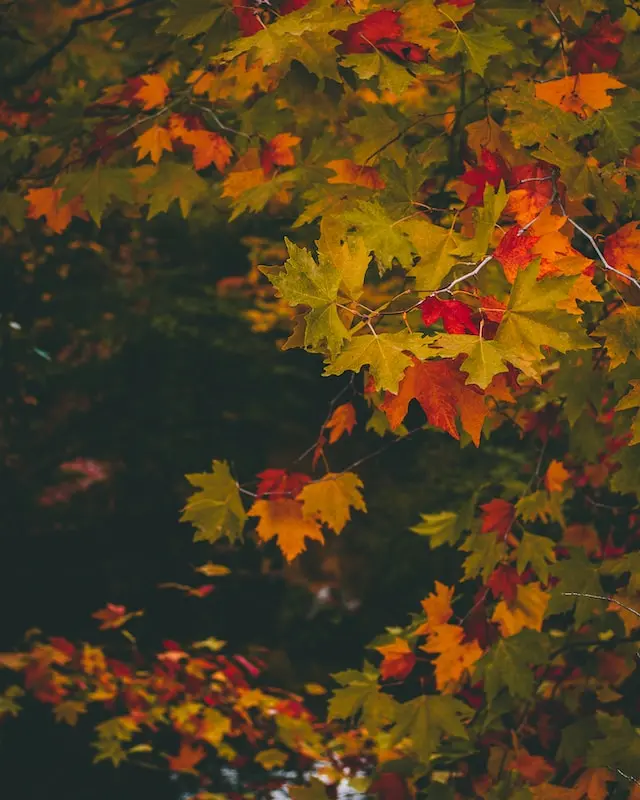 evgeni evgeniev KAukBWGvPWQ unsplash