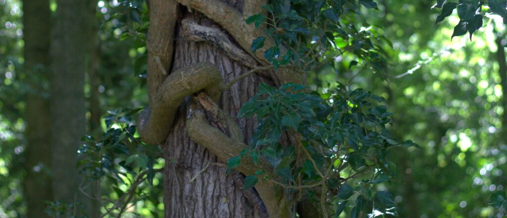 ferdinando in85MalR6M unsplash