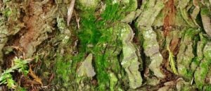 moss on tree