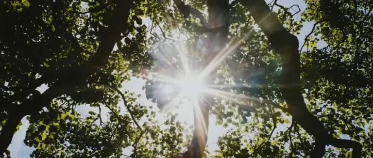sunlight through summer trees