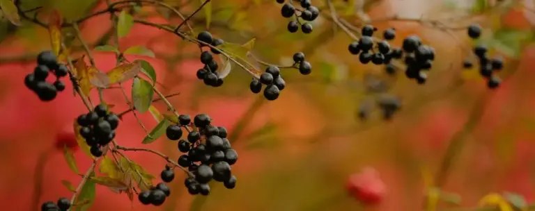 black berries fall colors