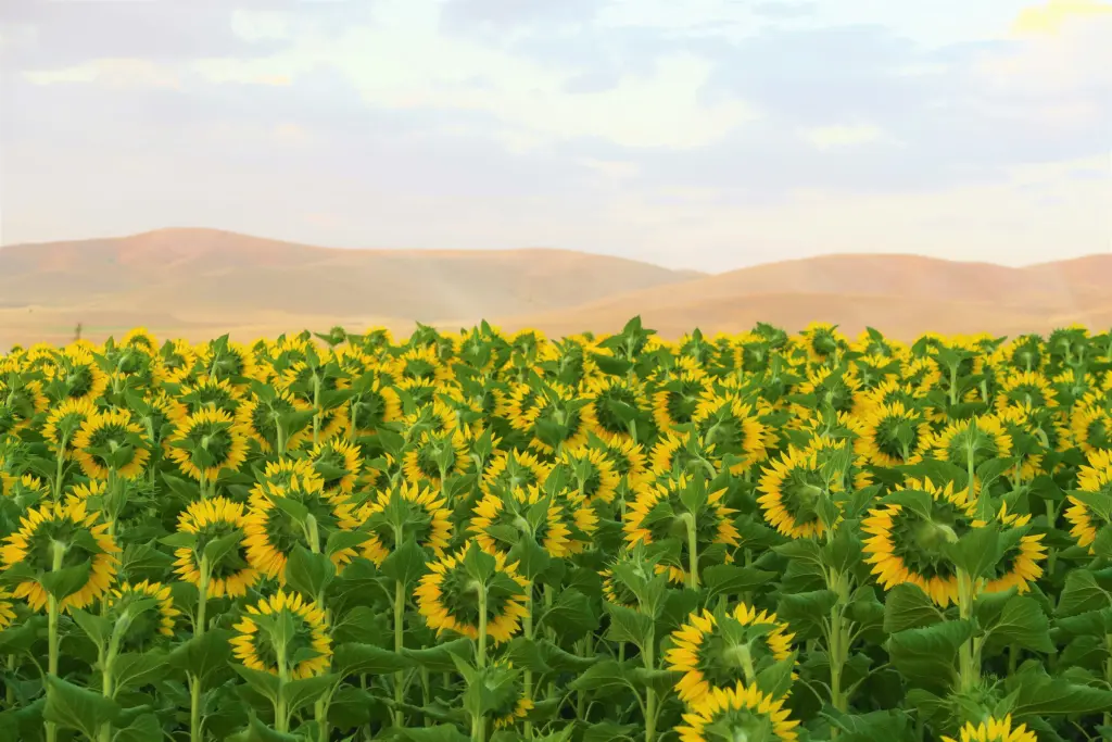 sunflowers foothills