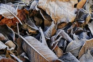 leaves in frost 1