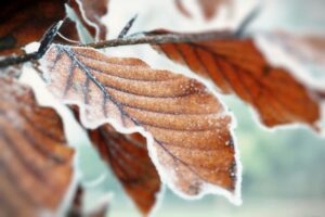 leaves in frost 2