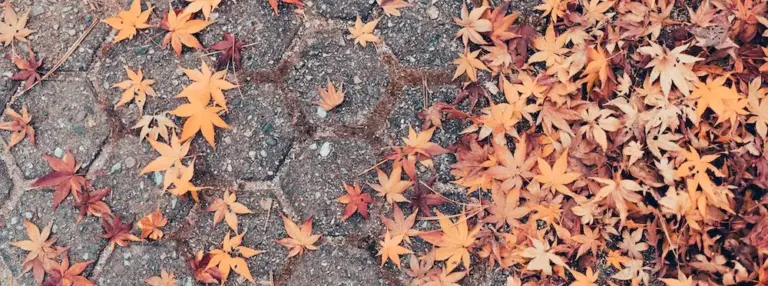 leaves on pavement