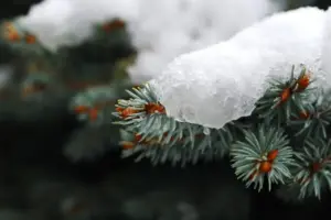 blue spruce snow