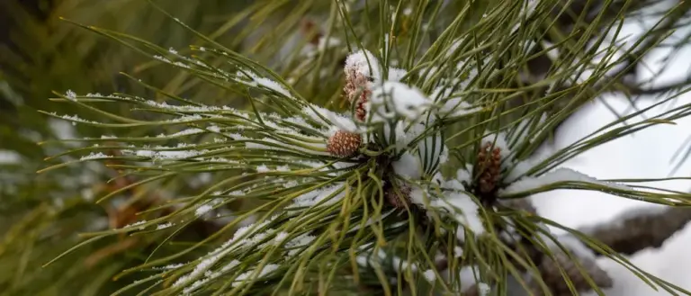 pine tree tip with snow