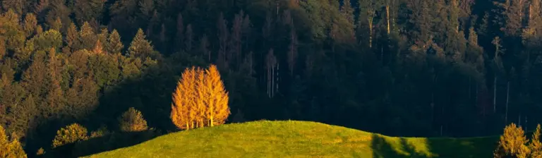 two trees in fall