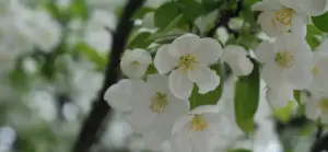 jael coon JUA7WicGODM unsplash