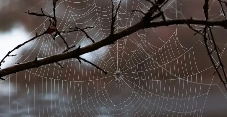 spiderweb
